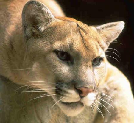 --- Le puma ---
